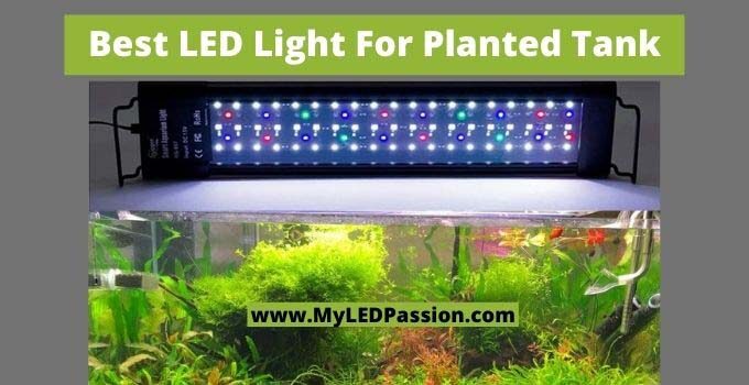 Best LED Light For Planted Tank